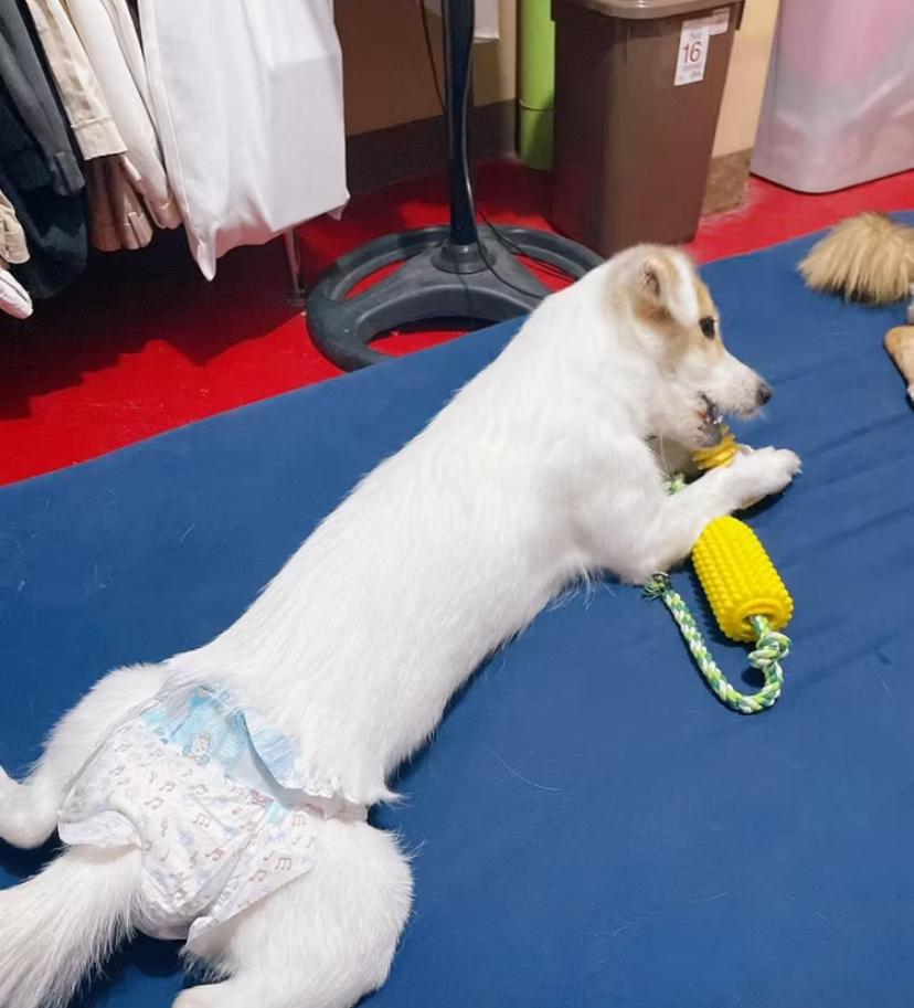 Dog Diapers for Dogs Leak-Proof, Strong Absorption, Comfortable Fit