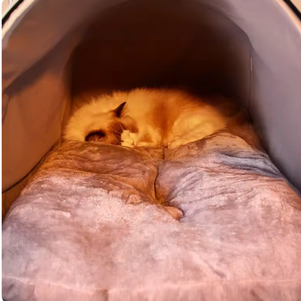 Portable Cat House Bed | With Removable Cushion