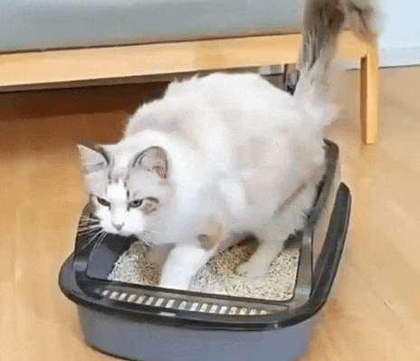Enclosed Cat Litter Box, Pull-Out Tray & Stylish Design