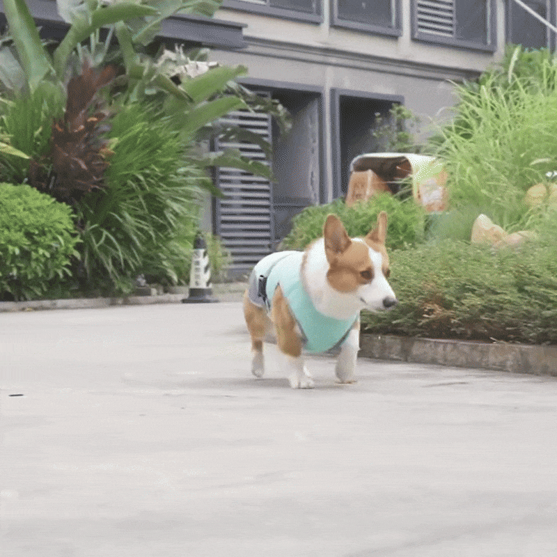 Dogs Quick-Drying, Comfortable & Reflective For Safety