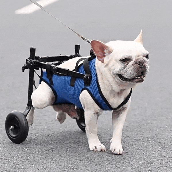 Adjustable Dog Wheelchair Lightweight Mobility Aid for Rehabilitation and Injury