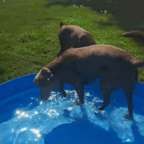 Dog Pool Foldable, Leakproof, Strong Enough for Sharp Claws