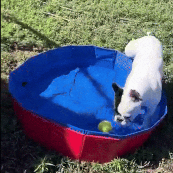 Foldable Dog Pool Durable Dog Bath with Non-Slip Bottom