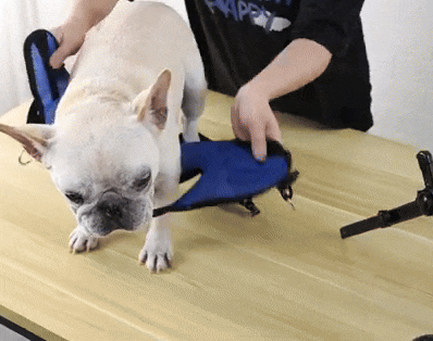 Adjustable Dog Wheelchair Lightweight Mobility Aid for Rehabilitation and Injury