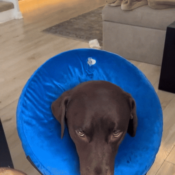 Opblaasbare Honden Beschermkraag Voor Honden & Katten Opblaasbaar, Comfortabel