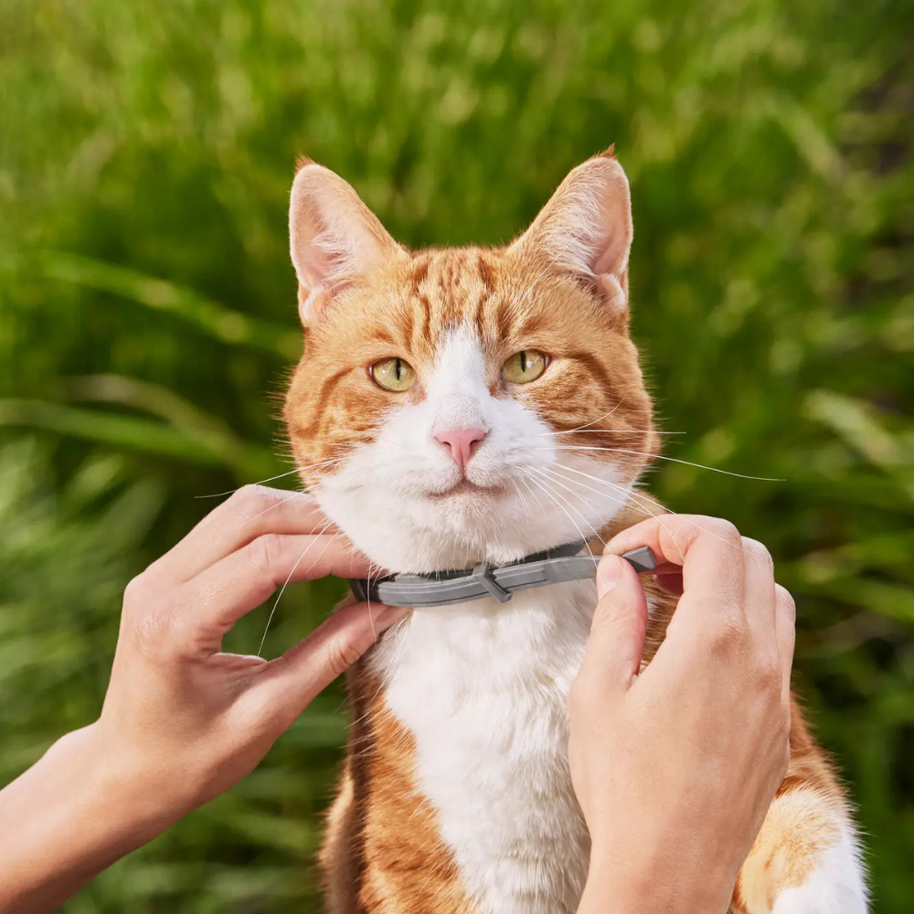 Flea Collar for Dogs & Cats | Waterproof Adjustable 8 Months Protection