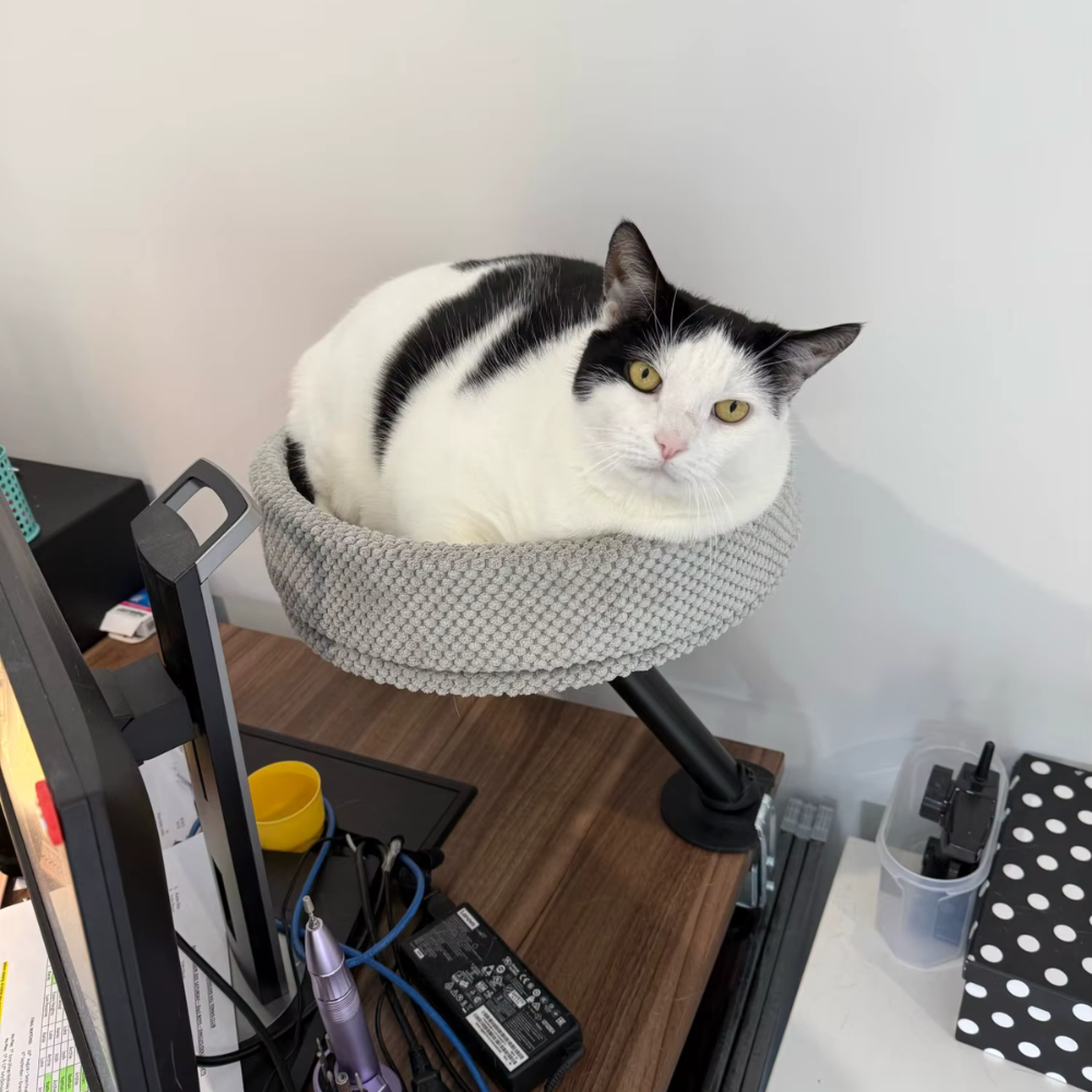 Cat Desk Bed | Sleeping Place