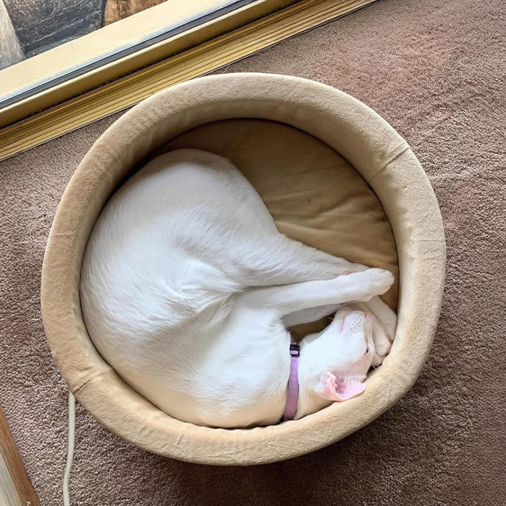 Cat Heated Bed | Bed for a Cat