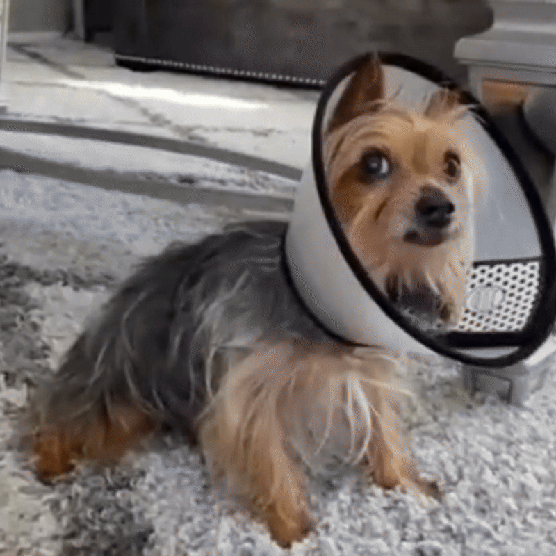 Dog Protective Collar Lightweight, Padded Edge & Velcro Fastener