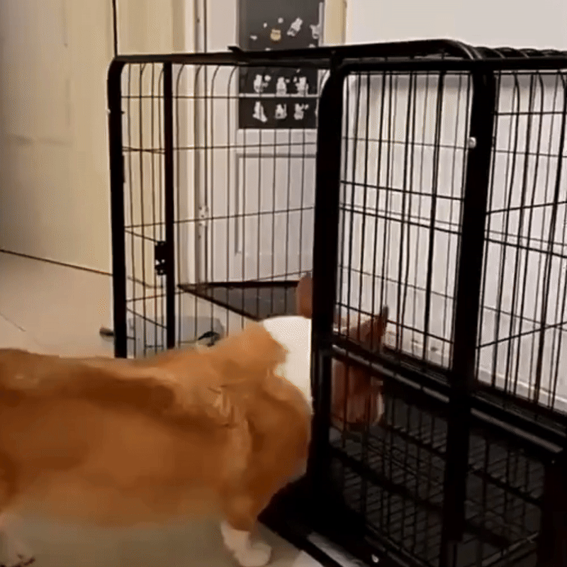 Dog Crate for Large Dogs Escape-Proof Dog Crate, Steel Cage