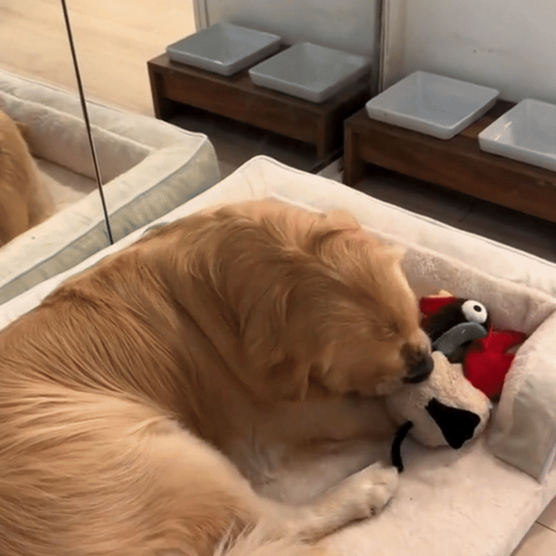 Orthopedic Dog Bed with Firm Foam Comfort for Senior Dogs