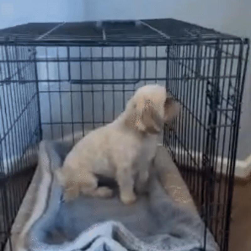 Metal Dog Crate Reinforced Steel, Safe & Comfortable For Home & Car