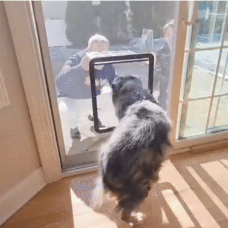Self-Closing Magnetic Dog Flap for Door - No Tools Required