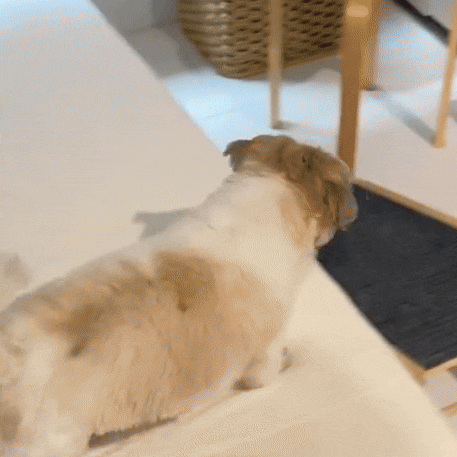 Adjustable Wooden Dog Ramp with Anti-Slip Surface & Compact Storage