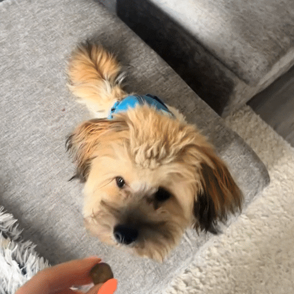 Dog Treats for Itching | Natural & Immunity Boost