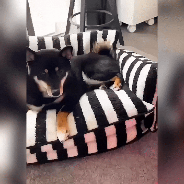 Orthopedic Dog Sofa Bed | Washable